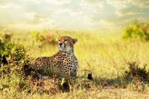 Cheetah Savanna Africa4917415692 300x200 - Cheetah Savanna Africa - Savanna, Lion, Cheetah, Africa